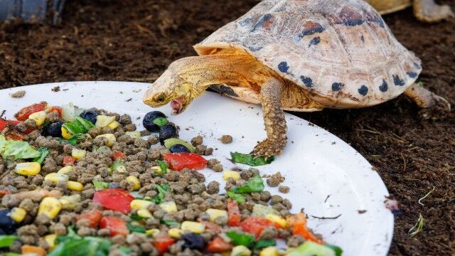 Tennessee Aquarium celebrates Thanksgiving